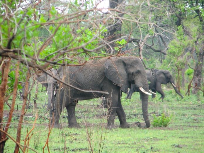 Nkhotakota Wildlife Reserve Malawi
