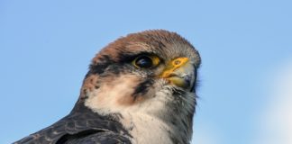 Suikerbosrand nature reserve Suikerbosrand nature reserve havik