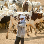Herder jongen Tsjaad