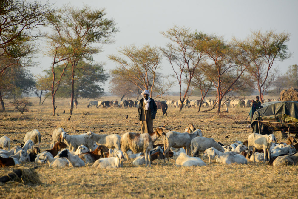 Tsjaad geiten