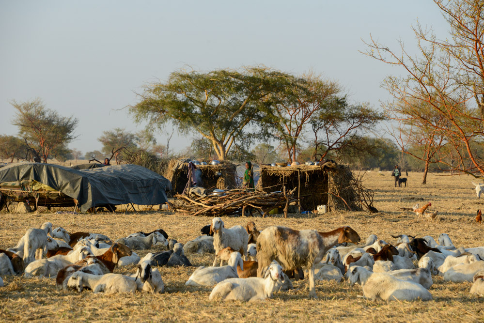 Lac Iro Tsjaad herders