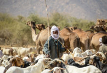 Nomaden van de Sahel Nomaden Tsjaad herder