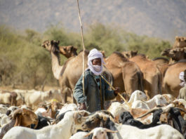 Nomaden van de Sahel Nomaden Tsjaad herder