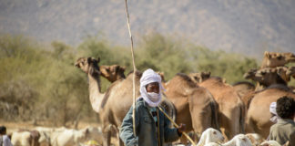 Nomaden van de Sahel Nomaden Tsjaad herder