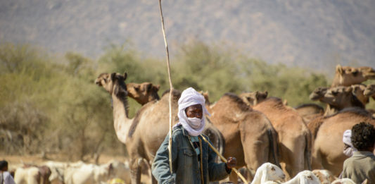 Nomaden van de Sahel Nomaden Tsjaad herder