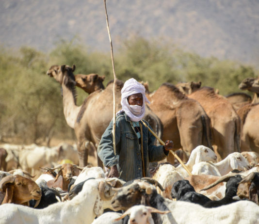 Nomaden van de Sahel Nomaden Tsjaad herder