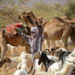 Nomaden Tsjaad hoeden