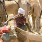 Nomaden Tsjaad kameel