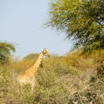 Zakouma Tsjaad giraffe