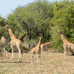Zakouma Tsjaad giraffes