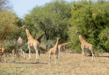 Zakouma waar de woestijn en het regenwoud elkaar ontmoeten Zakouma Tsjaad giraffes