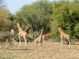 Zakouma waar de woestijn en het regenwoud elkaar ontmoeten Zakouma Tsjaad giraffes