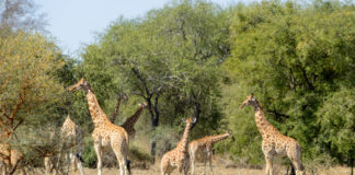 Zakouma waar de woestijn en het regenwoud elkaar ontmoeten Zakouma Tsjaad giraffes