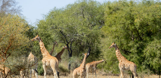 Zakouma waar de woestijn en het regenwoud elkaar ontmoeten Zakouma Tsjaad giraffes