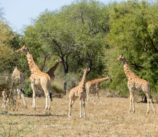 Zakouma waar de woestijn en het regenwoud elkaar ontmoeten Zakouma Tsjaad giraffes