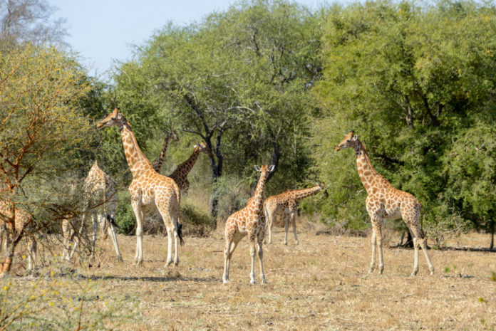 Zakouma Tsjaad giraffes