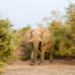 Zakouma Tsjaad olifant