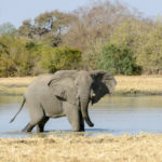 Zakouma Tsjaad olifant op safari