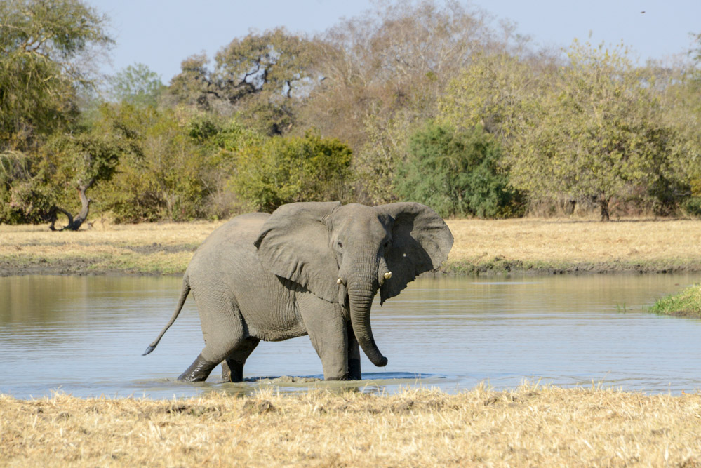 Zakouma Tsjaad olifant op safari