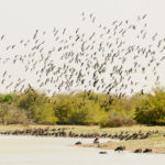 Zakouma Tsjaad vogels
