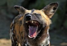 Chinko natuur reservaat Chinko Centraal Afrikaanse Republiek