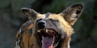 Chinko natuur reservaat Chinko Centraal Afrikaanse Republiek