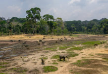 De bosolifanten van Dzanga Bai Dzanga Bai Dzanga Sangha