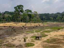 De bosolifanten van Dzanga Bai Dzanga Bai Dzanga Sangha