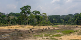 De bosolifanten van Dzanga Bai Dzanga Bai Dzanga Sangha