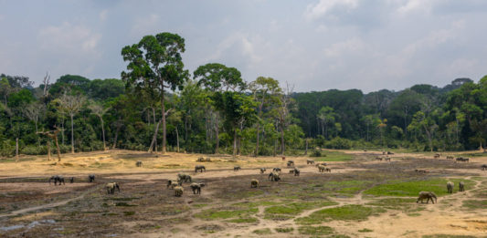 De bosolifanten van Dzanga Bai Dzanga Bai Dzanga Sangha