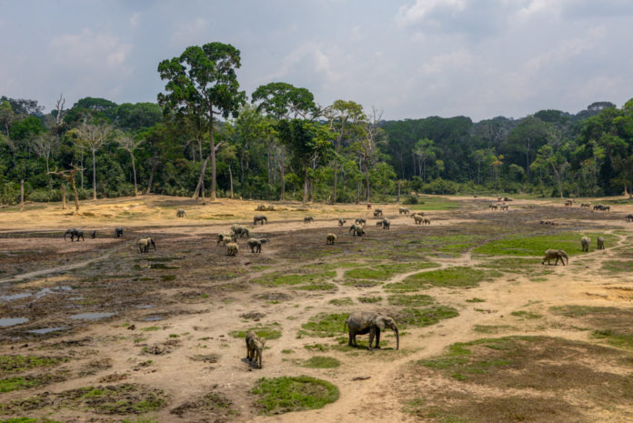 Dzanga Bai Dzanga Sangha