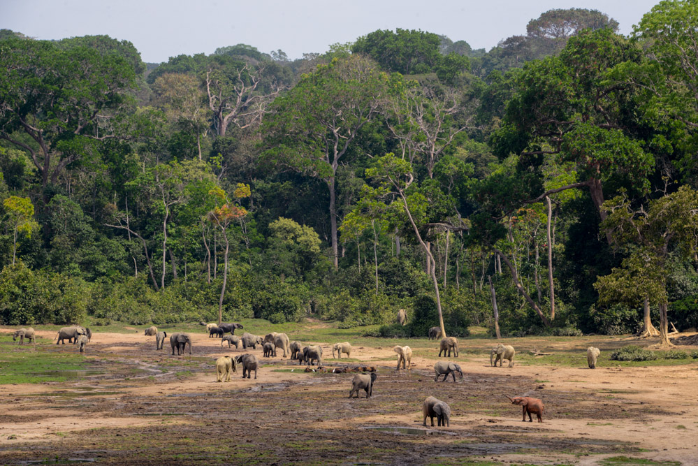 visit dzanga bai