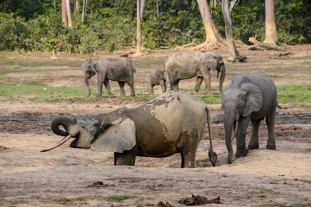 Dzanga Bai olifanten