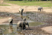 Olifanten en Bosbokken Steeds Zichtbaarder in Bekalikali en Somo Dzanga Sangha Centraal Afrikaanse Republiek