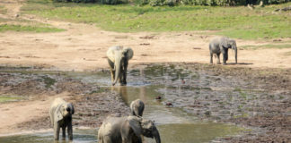 Olifanten en Bosbokken Steeds Zichtbaarder in Bekalikali en Somo Dzanga Sangha Centraal Afrikaanse Republiek