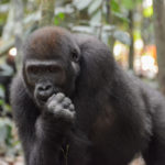 Gorilla Centraal Afrikaanse Republiek