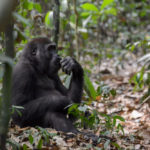 Gorilla Dzanga Sangha