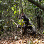 Gorilla Dzanga Sangha