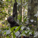 Gorilla Dzanga Sangha baby
