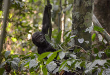 Zeldzame gorillatweeling geboren in natuurreservaat in DR Congo Gorilla Dzanga Sangha baby