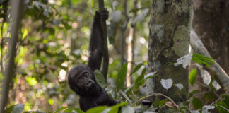 Zeldzame gorillatweeling geboren in natuurreservaat in DR Congo Gorilla Dzanga Sangha baby