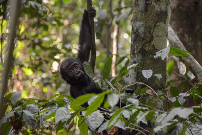 Gorilla Dzanga Sangha baby Gorilla Dzanga Sangha baby