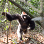 Gorilla aanval Dzanga Sangha