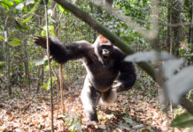 Westelijke laaglandgorilla’s in Dzanga Sangha Gorilla aanval Dzanga Sangha