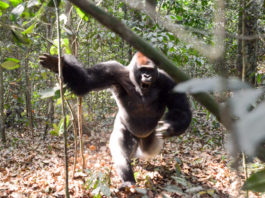 Westelijke laaglandgorilla’s in Dzanga Sangha Gorilla aanval Dzanga Sangha