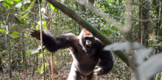 Westelijke laaglandgorilla’s in Dzanga Sangha Gorilla aanval Dzanga Sangha
