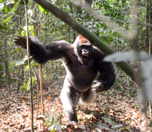 Westelijke laaglandgorilla’s in Dzanga Sangha Gorilla aanval Dzanga Sangha