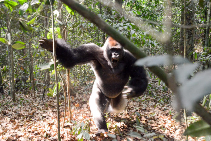 Gorilla aanval Dzanga Sangha