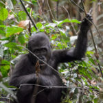 Gorilla baby Dzanga Sangha