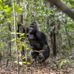 Gorillas Dzanga Sangha Mati